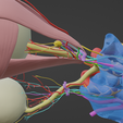 EYE-ANATOMY-10.png 34 PARTS COMPLETE EYE ANATOMY WITH BRAIN, SKULL, NERVES, ARTERIES, VEINS
