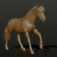 Horse01.jpg Horse