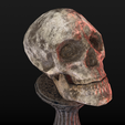Skull-table2_Diffuse0059.png Human Skull Low Poly