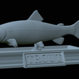 Trout-statue-21.png fish rainbow trout / Oncorhynchus mykiss statue detailed texture for 3d printing