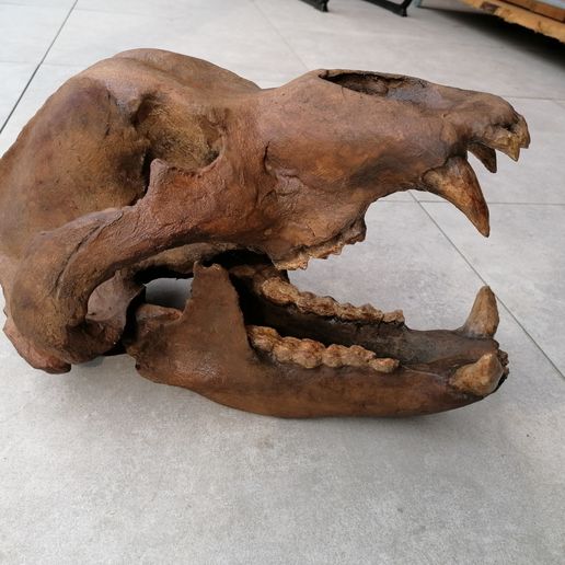Cave Bear skull - Ursus spelaeus - 3D model önizlemesi