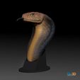 STL-00018-Königskobra_Paint_Zunge.jpg Ophiophagus hannah-king cobra snake