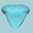 07.png Megalodon Tooth - Jurassic Fossile Real Size