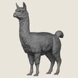 Alpaca-Standing-01.jpg Alpaca Standing