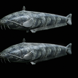 Catfish-Europe.png FISH WELS CATFISH / SILURUS GLANIS solo model detailed texture for 3d printing