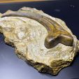 IMG_1315.jpg BASE stone for velociraptor claw