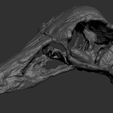 STMMS_0003_Layer-17.jpg Dinosaur skull -  Struthiomimus altus