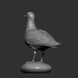 gull9.jpg Herring gull 3D print model