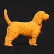 1030-Basset_Griffon_Vendeen_Petit_Pose_03.jpg Basset Griffon Vendeen Petit Dog 3D Print Model Pose 03