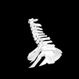 Screen-Shot-2023-02-03-at-3.02.26-PM.png 3D file Cervical Spine to Upper Rib Cage Anatomical Model for 3D printing・3D printable design to download