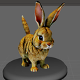 Unbenannt1.png Rabbit