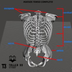 TORSO-1.jpg skeleton torso