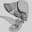 hepato-biliary-tract-pancreas-gallbladder-3d-model-blend-17.jpg Hepato biliary tract pancreas gallbladder 3D model