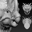 11.jpg Triceratops Head