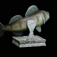 zander-trophy-10.png zander / pikeperch / Sander lucioperca fish in motion trophy statue detailed texture for 3d printing