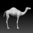 c1.jpg Camel