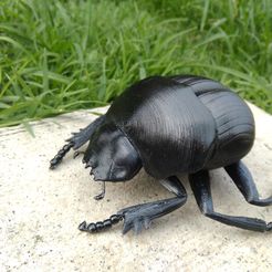Beetle-4.jpg Beetle Beetle (Canthon cyanellus)