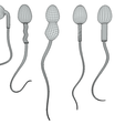 Wire-4.png Sperm Morphology: Normal and Abnormal