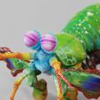 Mantis-Shrim.1933.jpg Mantis Shrimp VRML Color 3d print & STL  -stomatopods