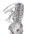 Captura-de-Pantalla-2023-12-10-a-la-s-7.13.52-p. m.png aortic aneurysm - AORTA ANEURYSM