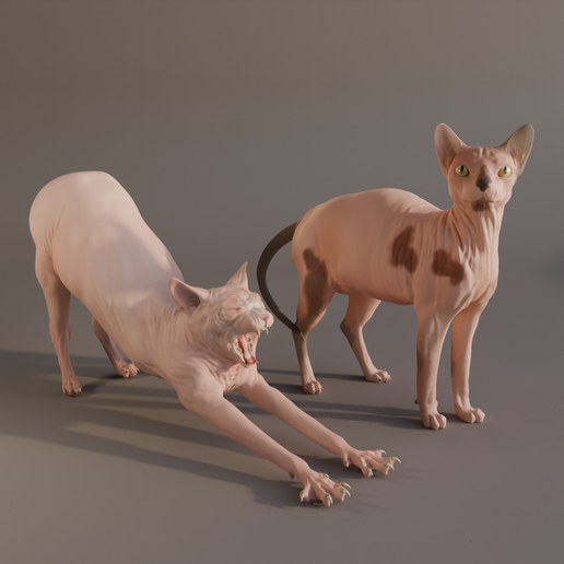 Ernie and Margot the Sphynx cats