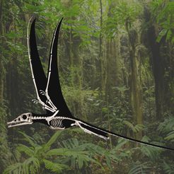 04.jpg Eudimorphodon: Complete 3D anatomy