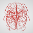 artery,-cerebrovascular,-brain,-face,-hemisphere,-willis,-dental,-neck,-vein,-head,-cerebellum,-vasc.png 3D 头颈部血管解剖图 - 动脉、静脉和脑血管系统