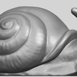 04_TDA0581_SnailA01.png Snail