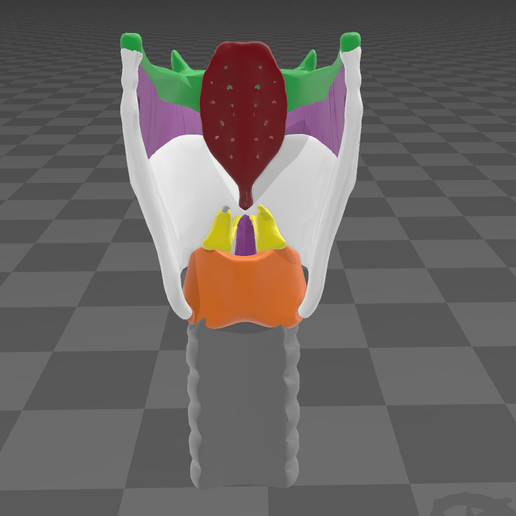 3.png Anatomy of the Larynx / Anatomía de la laringe / Anatomy of the Larynx