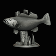 peacock-bass-trophy-natural-2-2-17.png Peacock bass (Cichla ocellaris) fish trophy in motion sculpture 2 underwater detailed texture for 3d printing