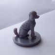 IMG_20230228_105757.jpg Poodle Miniature/Statue