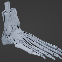 F1.png Télécharger fichier STL Muscles du pied • Modèle pour imprimante 3D, littleblueloucreations
