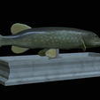 Pike-statue-10.png fish Northern pike / Esox lucius statue detailed texture for 3d printing