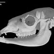 specimen-3.jpg Lama glama, Llama skull