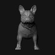 07.jpg French Bulldog model 3D print model