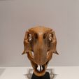 IMG_20200619_225834.jpg Dinosaur  - Psittacosaurus skull 3d