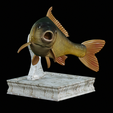 Carp-trophy-statue-4.png fish carp / Cyprinus carpio in motion trophy statue detailed texture for 3d printing