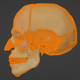 31.png 3D Model of Skull with Brain and Brain Stem - best version