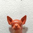 IMG-20250621-WA0031.jpg chihuahua dog head wall mount stl