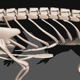 03.jpg Tanystropheus complete 3D anatomy