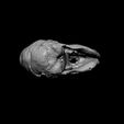 6a.jpg Calf Skull with Cyclopia