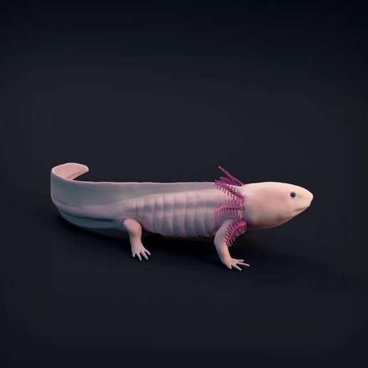 Axolotl_4.jpg 3D-Datei Axolotl・Design für den 3D-Druck zum Herunterladen, AnimalDenMiniatures