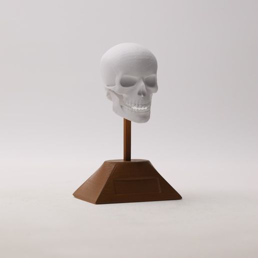 3c9ecbfb-b743-4780-9b20-f8d0a1c1db67.jpg crânio