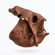 5.png Glyptodon Skull - Prehistoric Armored Mammal Fossil