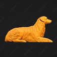 559-Australian_Shepherd_Dog_Pose_07.jpg Australian Shepherd Dog 3D Print Model Pose 07