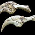 Duonychus-fingers-with-sheath.jpg Duonychus tsogtbaatari claws therzinosaurus