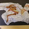 3Dprint_para.jpg Baby Parasaurolophus Skeleton