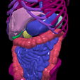 10.png 3D Model of Gastrointestinal Tract with Bones