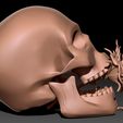 skull-3d-model-obj-stl-ztl-3.jpg Skull 3D print model