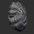 10.jpg Pomeranian head